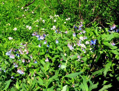 The blue plant is Penstemon, the white plant is Alpine Phlox.